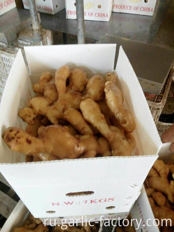 Wholesale organic fresh ginger price